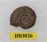 藏品(菊石)的圖片